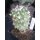 Copiapoa carrizalensis ZJ150  / gepfropft !