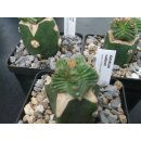 Aztekium valdezii / gepfropft 3cm !