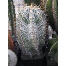 Astrophytum ornatum var. mirbellii riesige Schaupflanze /...