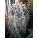 Astrophytum ornatum var. mirbellii riesige Schaupflanze /...