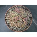 Sulcorebutia rauschii var. violacidermis gro&szlig;e Schaupflanze 16,5cm !!