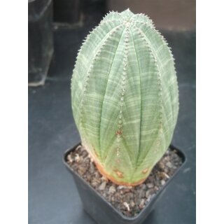 Euphorbia obesa gro&szlig;e Pflanze10,5cm !