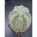 Euphorbia obesa gro&szlig;e Pflanze10,5cm !