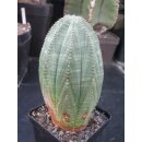 Euphorbia obesa gro&szlig;e Pflanze10,5cm !