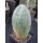 Euphorbia obesa gro&szlig;e Pflanze10,5cm !