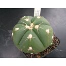 Gymnocalycium horsti var. buenekeri 7,5cm makellos.