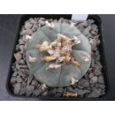 Lophophora willamsii 4,7cm wurzelecht !