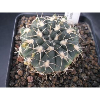 Gymnocalycium stellatum TOM-09-35/3 5cm !