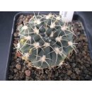 Gymnocalycium stellatum TOM-09-35/3 5cm !