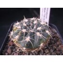 Gymnocalycium stellatum TOM-09-35/3 5cm !