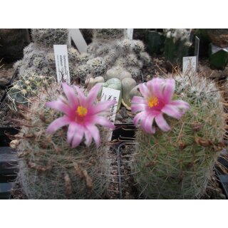 Mammillaria microcarpa wurzelecht 5cm !!