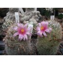 Mammillaria microcarpa wurzelecht 5cm !!