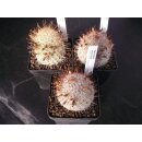 Mammillaria microcarpa wurzelecht 5cm !!