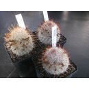 Mammillaria microcarpa wurzelecht 5cm !!