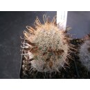 Mammillaria microcarpa wurzelecht 5cm !!