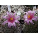 Mammillaria microcarpa wurzelecht 5cm !!