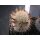 Mammillaria microcarpa wurzelecht 5cm !!