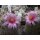Mammillaria microcarpa wurzelecht 5cm !!