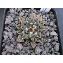 Ariocarpus kotschoubeyanus 4,5cm wurzelecht !