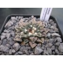 Ariocarpus kotschoubeyanus 4,5cm wurzelecht !
