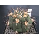 Gymnocalycium zegarrae 7cm bl&uuml;hf&auml;hig !