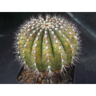 &Uuml;belmannia pectinifera 6,5cm Rarit&auml;t !