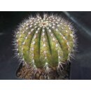 &Uuml;belmannia pectinifera 6,5cm Rarit&auml;t !
