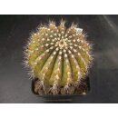 &Uuml;belmannia pectinifera 6,5cm Rarit&auml;t !