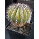 &Uuml;belmannia pectinifera 6,5cm Rarit&auml;t !