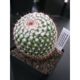 Mammillaria scrippsiana ssp. schuhmacheri TL974 selten und bl&uuml;hf&auml;hig !