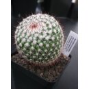 Mammillaria scrippsiana ssp. schuhmacheri TL974 selten...