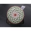 Mammillaria scrippsiana ssp. schuhmacheri TL974 selten und bl&uuml;hf&auml;hig !