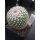 Mammillaria scrippsiana ssp. schuhmacheri TL974 selten und bl&uuml;hf&auml;hig !