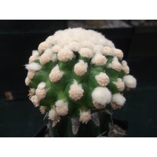 Echinocactus grusonii / monstrosus 7,5cm !