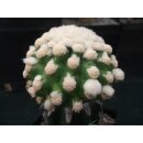 Echinocactus grusonii / monstrosus 7,5cm !