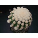 Echinocactus grusonii / monstrosus 7,5cm !