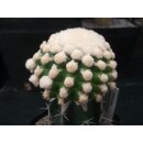 Echinocactus grusonii / monstrosus 7,5cm !