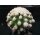 Echinocactus grusonii / monstrosus 7,5cm !