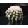 Echinocactus grusonii / monstrosus 7,5cm !