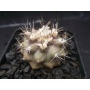 Copiapoa humilis wurzelecht !