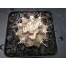 Copiapoa humilis wurzelecht !