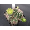 Echinocereus viridiflorus gro&szlig;   - frosthart !