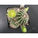 Echinocereus viridiflorus gro&szlig;   - frosthart !