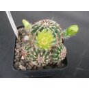 Echinocereus viridiflorus gro&szlig;   - frosthart !