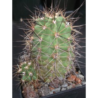 Echinocereus coccineus gro&szlig;  - frosthart !