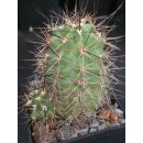 Echinocereus coccineus gro&szlig;  - frosthart !