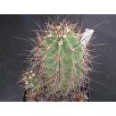 Echinocereus coccineus gro&szlig;  - frosthart !