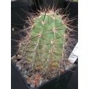Echinocereus coccineus gro&szlig;  - frosthart !