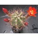 Echinocereus coccineus gro&szlig;  - frosthart !