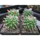 Mammillaria carnea ( cuicatlan) Nachzuchtpflanzen mit...